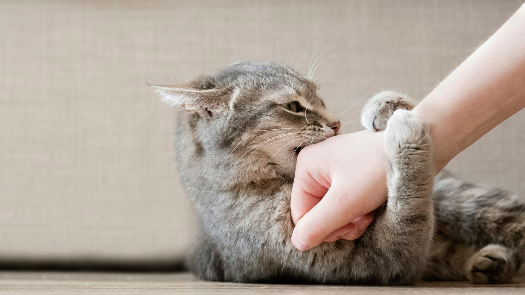 Comportements du chat: Comprendre les significations