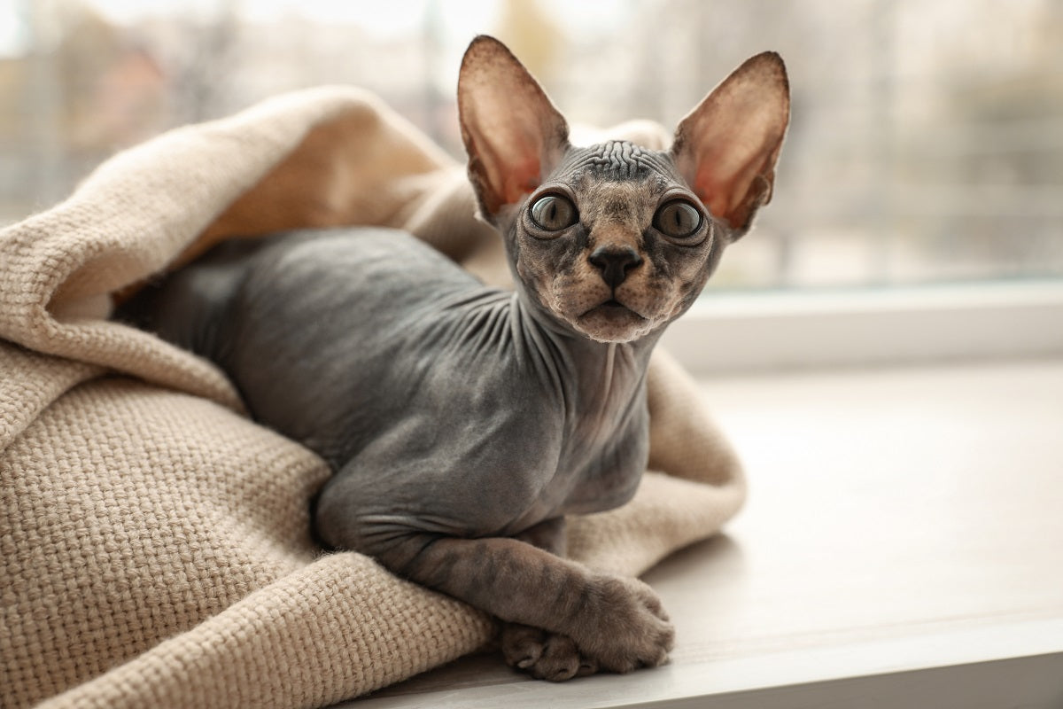 Chat sans poil : les 6 principales races et précautions à prendre