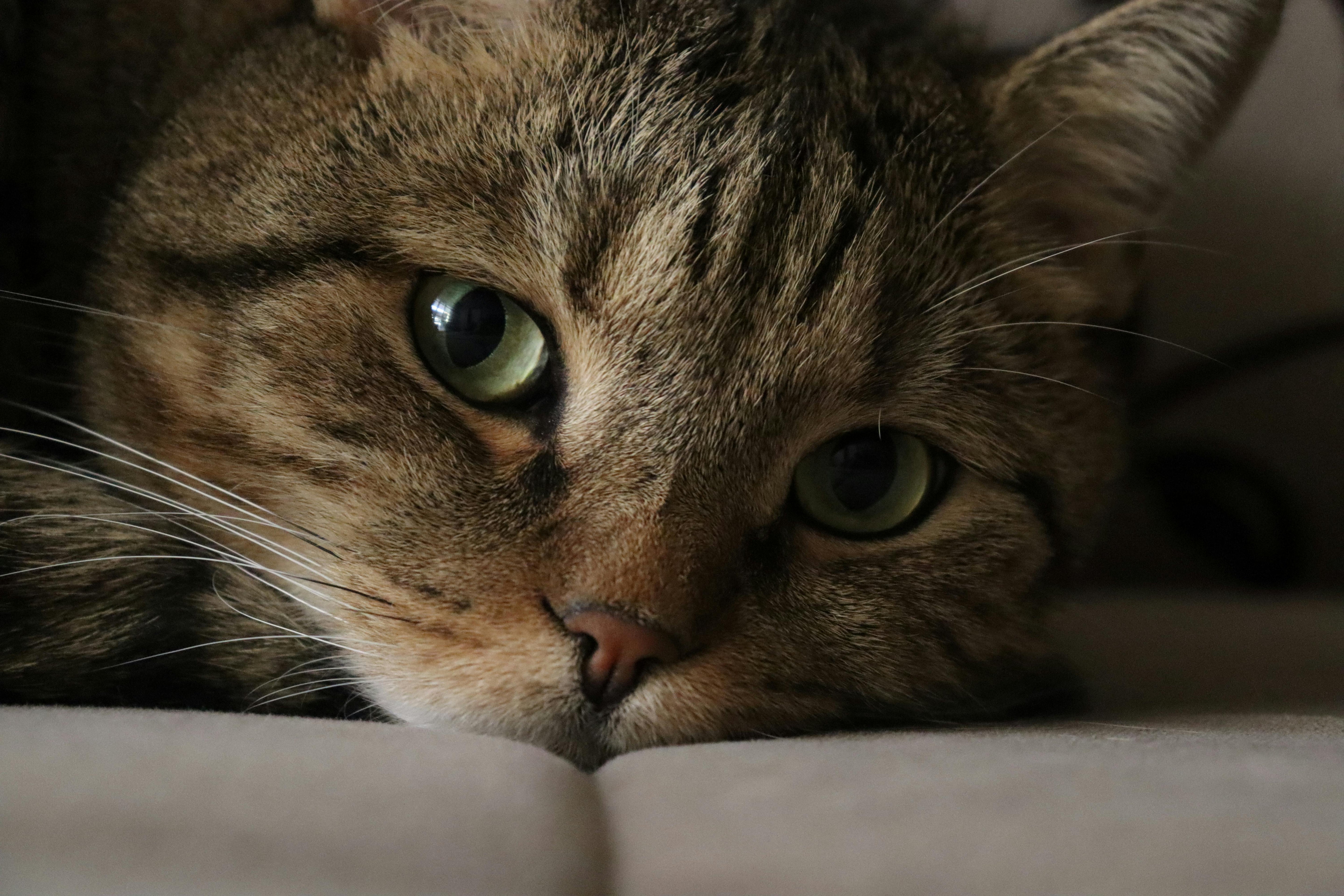 Chat stress : Comment Apaiser le Stress de Votre Chat ?