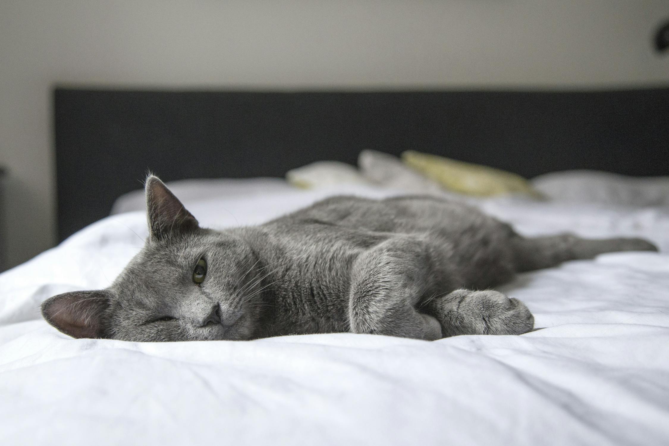 La teigne du chat : Est-ce dangereux et transmissible ?